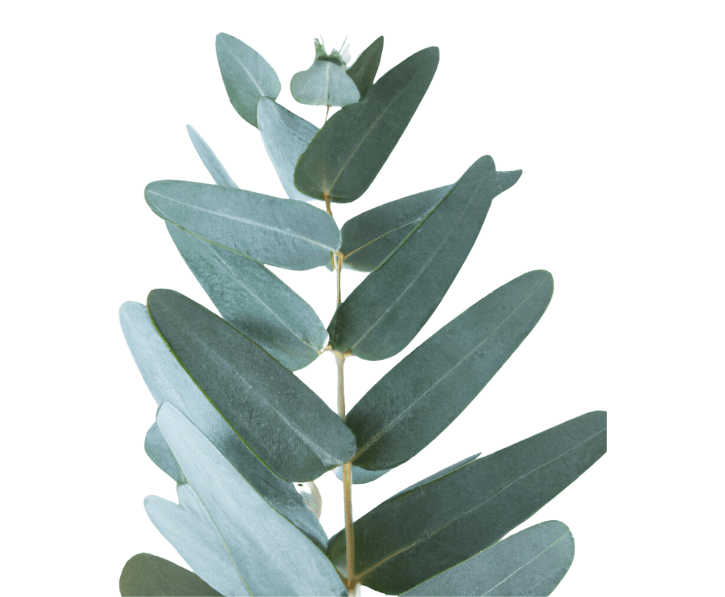 EUCALYPTOL