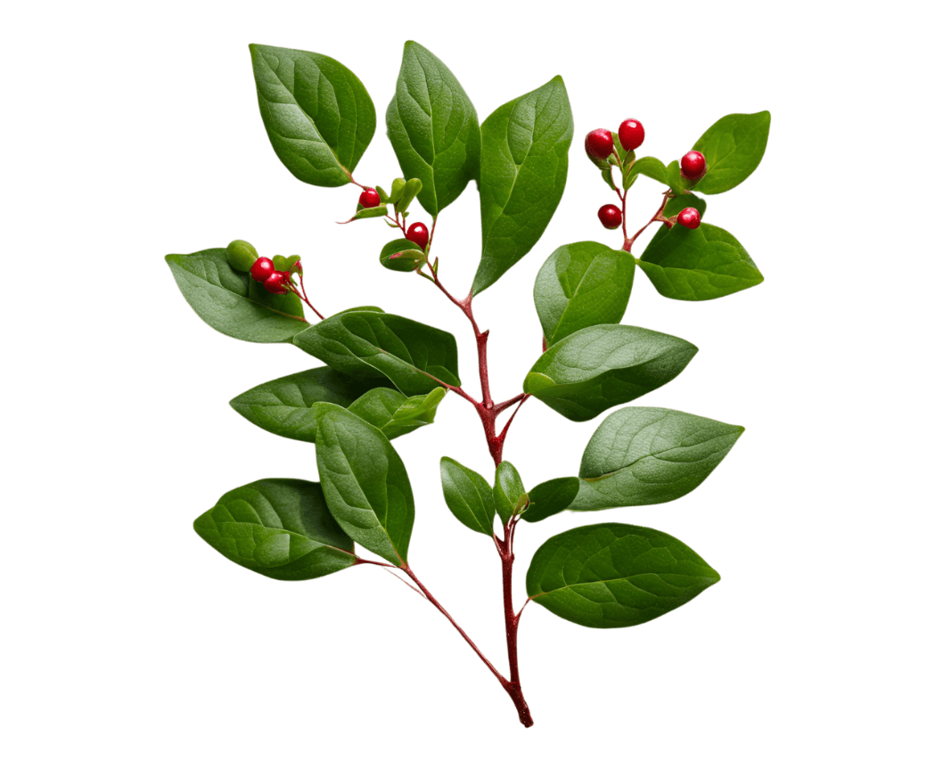 Gaultheria procumbens